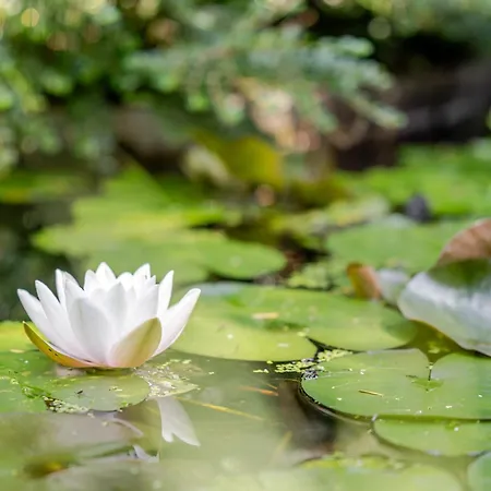 וילה La Loge Aux Loups, A 100 M Du Lac, Piscine Interieure, Sauna, Cheminee, Local Skis Velos ג'רארדמר