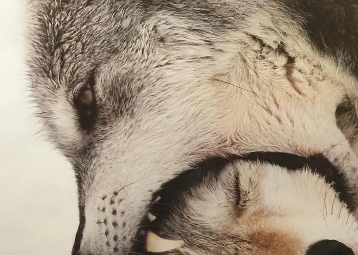 Vila La Loge Aux Loups, A 100 M Du Lac, Piscine Interieure, Sauna, Cheminee, Local Skis Velos