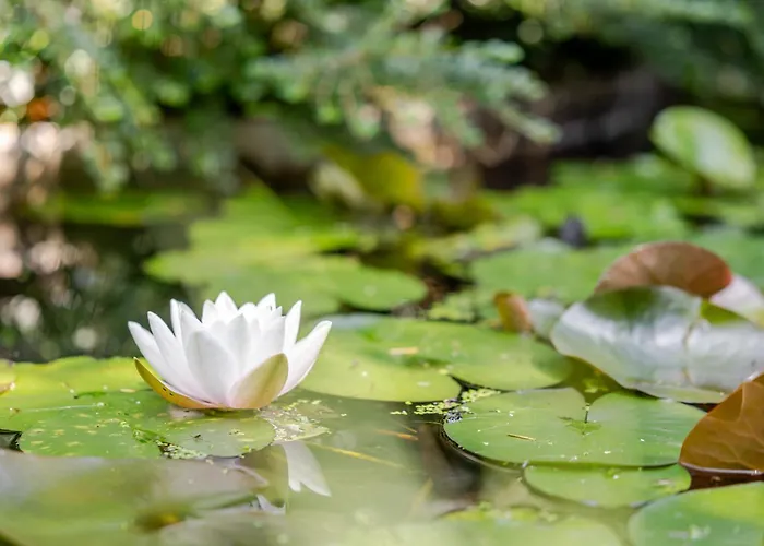 Vila La Loge Aux Loups, A 100 M Du Lac, Piscine Interieure, Sauna, Cheminee, Local Skis Velos Gérardmer